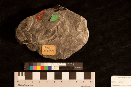Archaeopteris macilenta Lesquereux