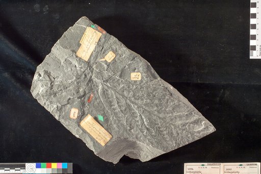 Archaeopteris macilenta Lesquereux