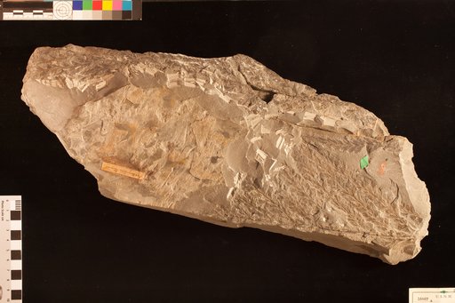 Archaeopteris macilenta Lesquereux