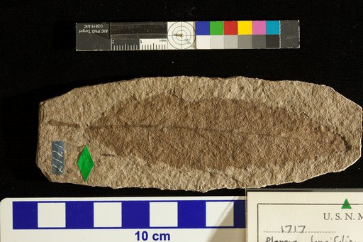 Planera longifolia Lesquereux