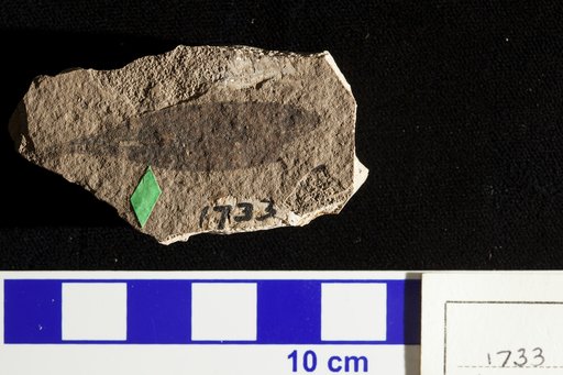 Planera longifolia var. myricaefolia Lesquereux