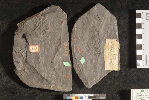 Cordaistrobus grand'euryi Lesquereux