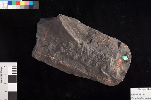 Cordaianthus ovatus Lesquereux