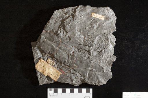 Rhacophyllum trichoideum Lesquereux