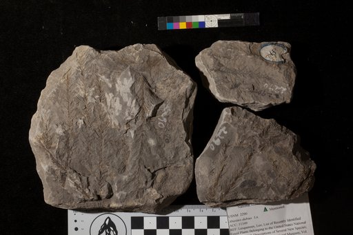 Abietites dubius Lesquereux