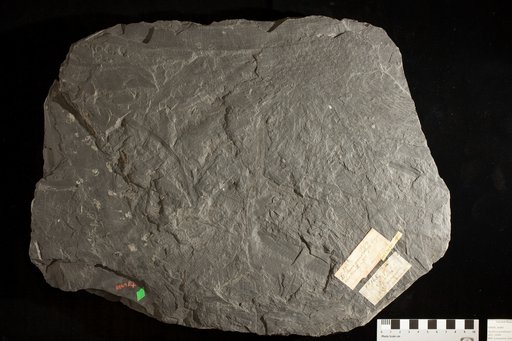 Sigillaria grand'euryi Lesquereux