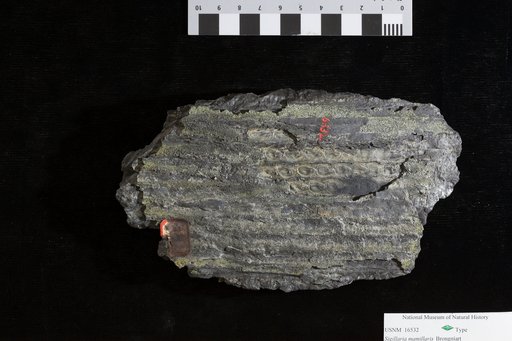 Sigillaria mamillaris Brongniart