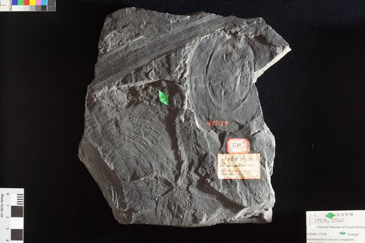 Stemmatopteris anceps Lesquereux