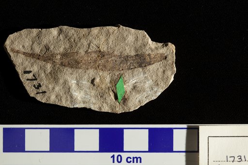 Planera longifolia var. myricaefolia Lesquereux