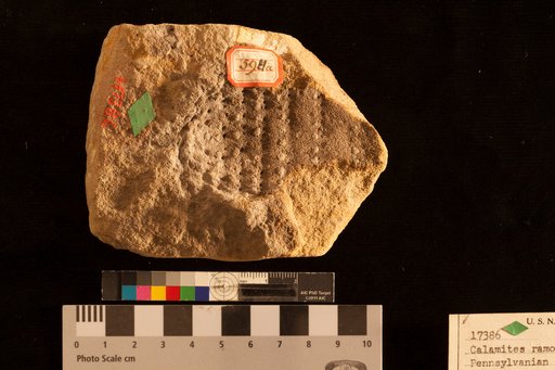 Calamites ramosus Artis
