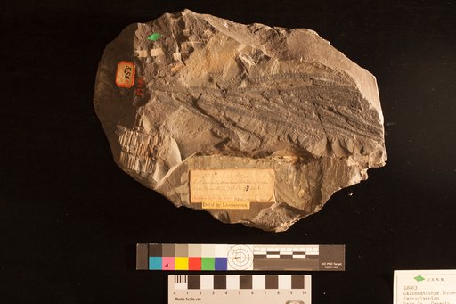 Calamostachys lanceolata Lesquereux