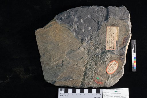 Lepidostrobus ovatifolium Lesquereux
