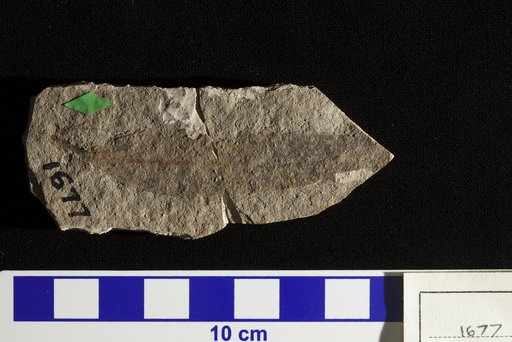 Quercus elaena Unger