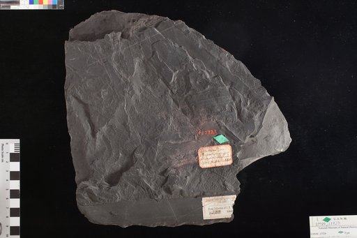 Macrostachya infundibuliformis Schimper