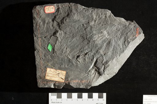 Taeniophyllum brevifolium Lesquereux