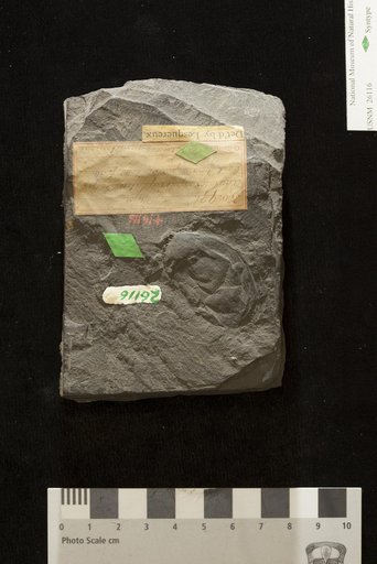 Rhabdocarpus inflatus Lesquereux