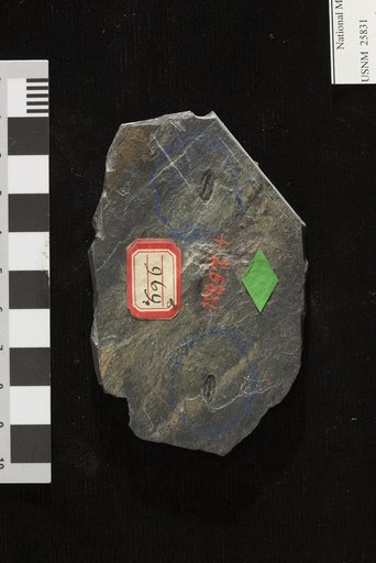 Rhabdocarpus late-costatus Lesquereux
