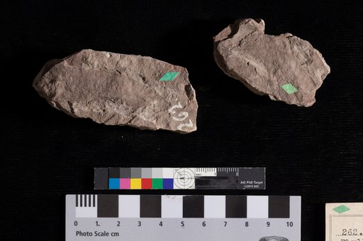 Phyllites sapindiformis Lesquereux