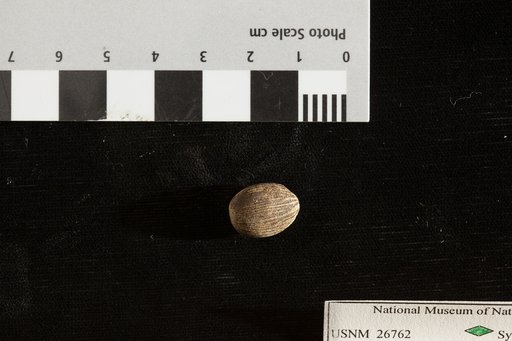 Rhabdocarpus mamillatus Lesquereux