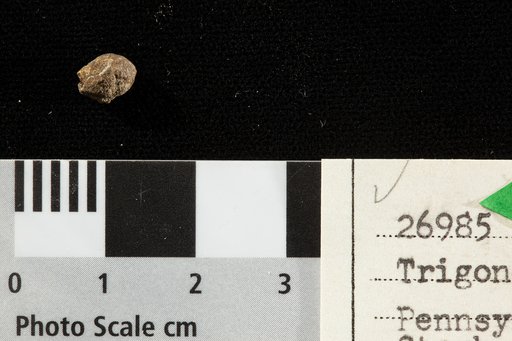 Trigonocarpus perpusillus Lesquereux