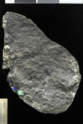 Hicoria magnifica Knowlton
