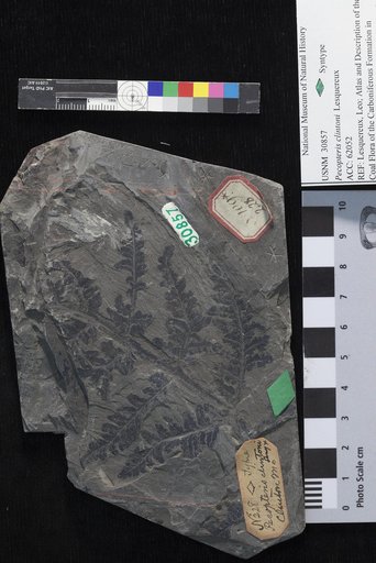 Palaeophycus clintoni Lesquereux
