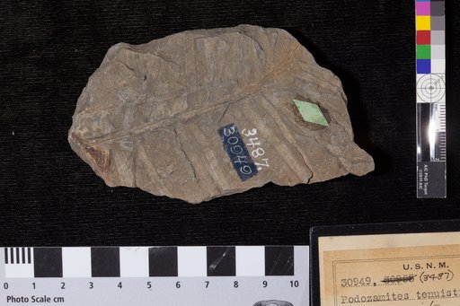 Podozamites tenuistriatus (Rogers) Fontaine