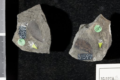 Sagenopteris elliptica Fontaine