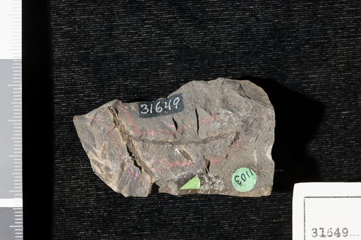 Sphenolepidium sternbergianum (Dunker) Heer