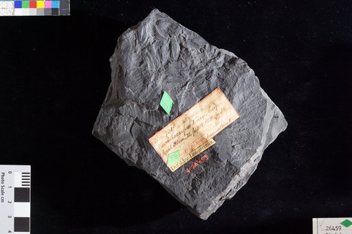 Rhabdocarpus tenax Lesquereux