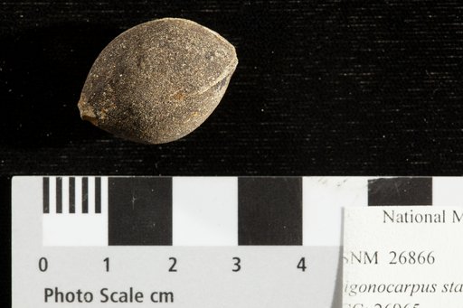 Trigonocarpus starkianus Lesquereux