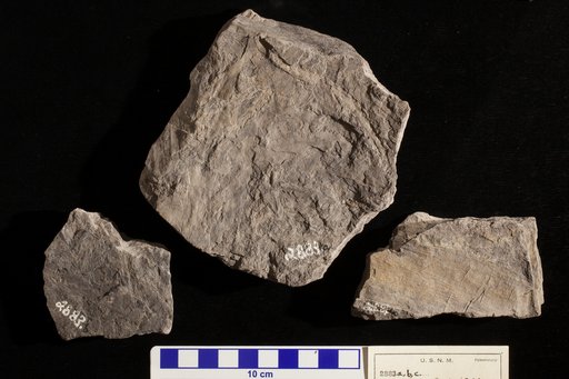 Cheirolepis munsteri Schimper