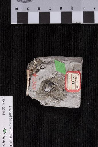 Trigonocarpus kansaseanus Lesquereux