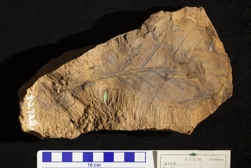 Phyllites celatus Lesquereux