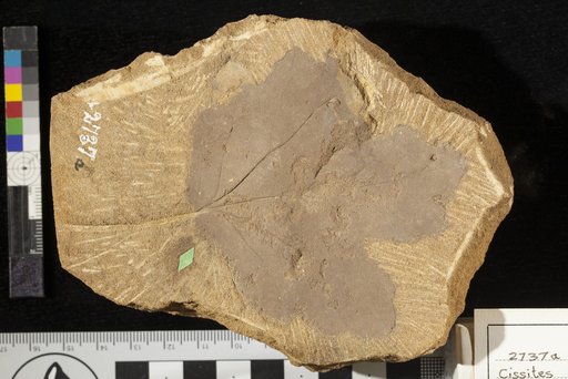 Cissites ingens var. parvifolia Lesquereux