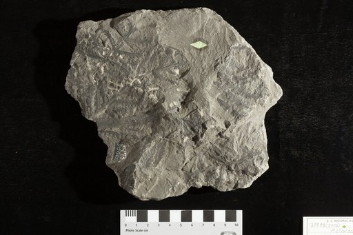 Asterocarpus virginiensis Fontaine