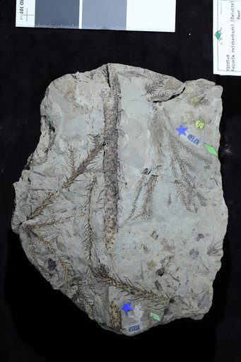 Sequoia reichenbachi (Geinitz) Heer