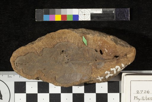 Phyllites erosus Lesquereux