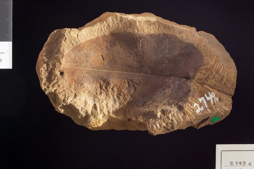Phyllites durescens Lesquereux