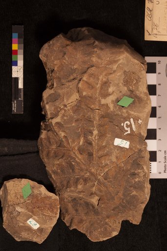 Woodwardia latiloba Lesquereux