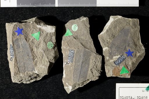 Angiopteridium strictinerve Fontaine
