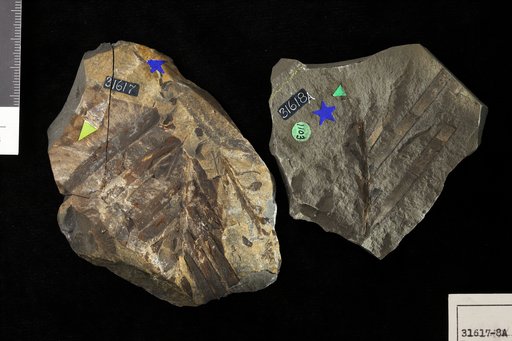 Dioonites buchianus (Ettingshausen) Bornemann