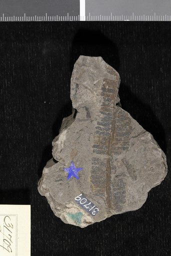 Zamites arcticus Goeppert