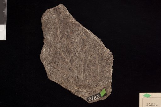 Thyrsopteris densifolia Fontaine