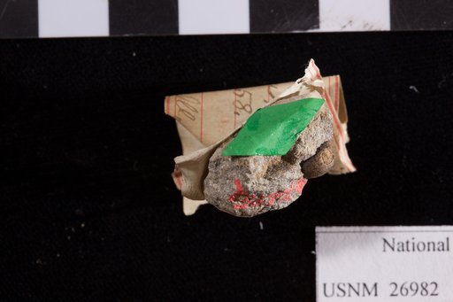 Trigonocarpus perpusillus Lesquereux