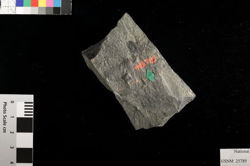 Cardiocarpus ellipticus (Sternberg) Lesquereux