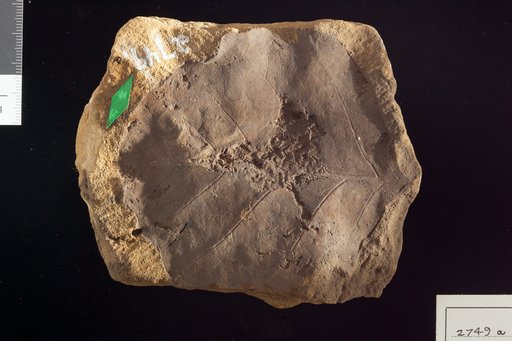 Phyllites durescens Lesquereux