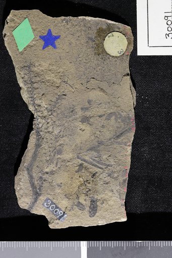 Phyllites saundersi Knowlton