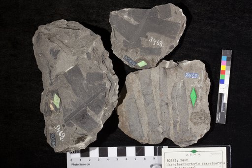 Macrotaeniopteris crassinervis Feistmantel