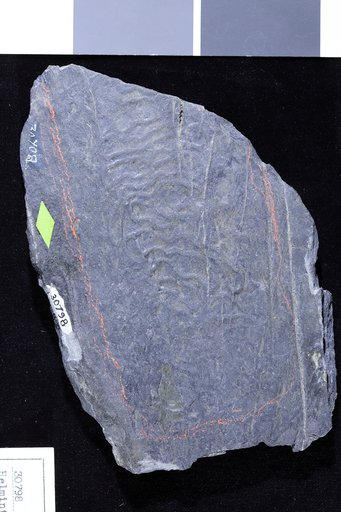 Helminthoida abnormalis Ulrich